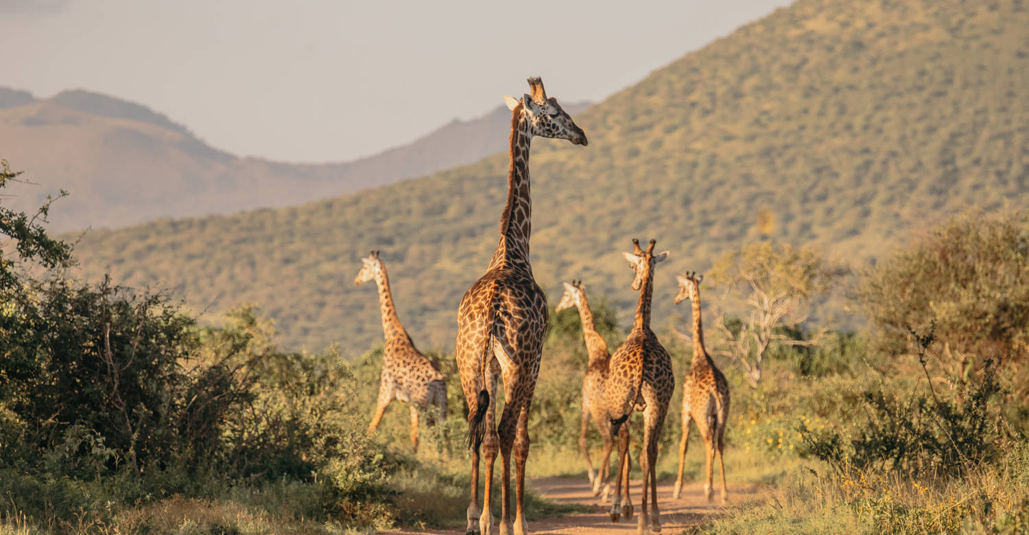 Tsavo Giraffes