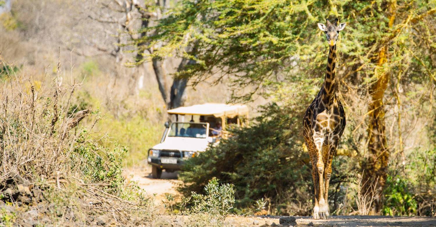 Game Drives in Tsavo National Park, Finch Hattons, Kenya